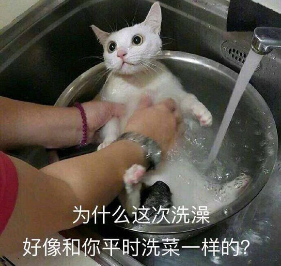 治愈系猫咪可爱表情包:这次洗澡怎么和你洗菜一样!