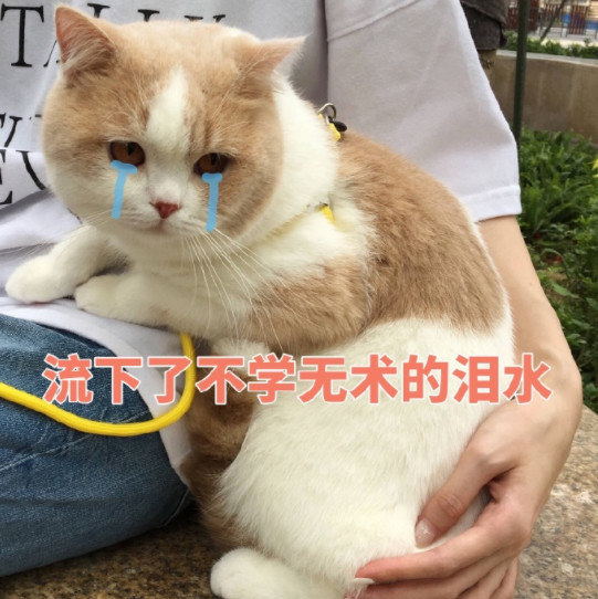 搞笑萌喵表情包:跟我走吧,我混社会养你鸭!