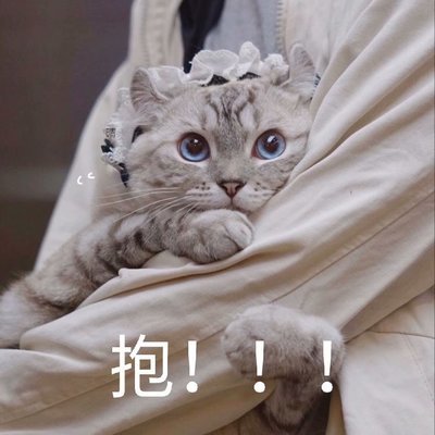 第4张表情包里的小猫,它的耳朵不知道为什么是耷拉下来的,这样的它会