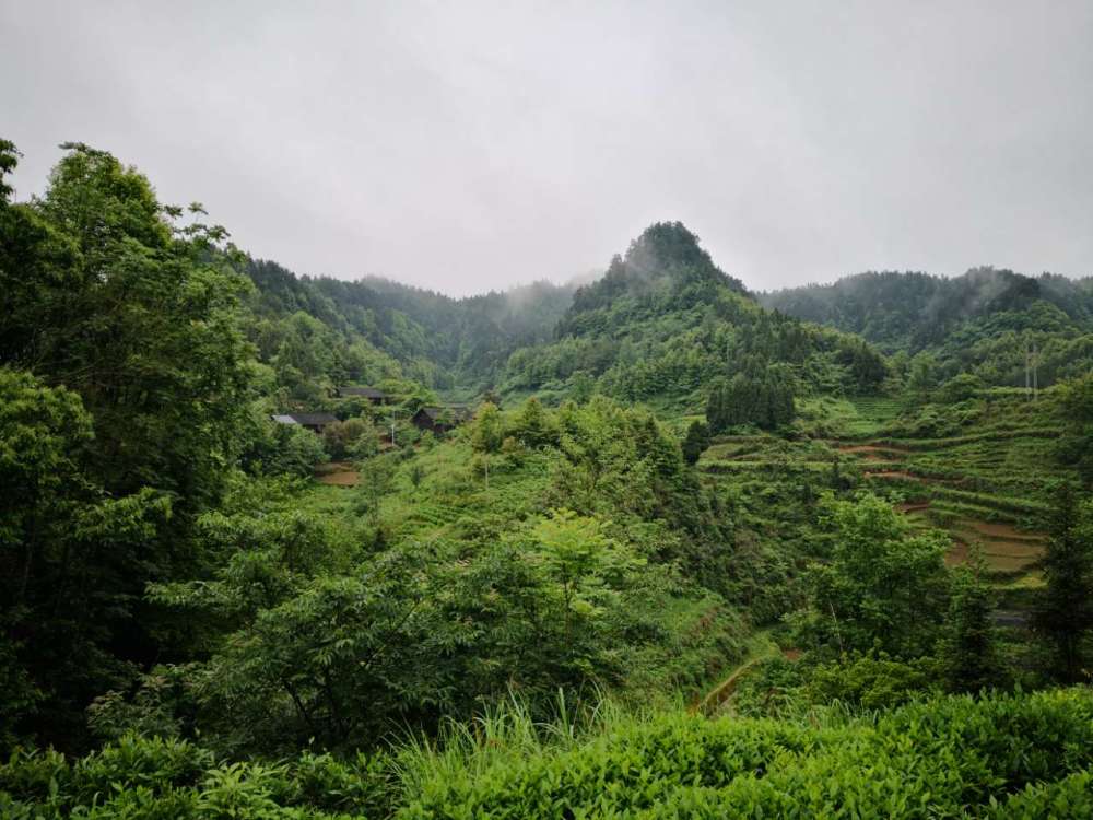 中国传统村落—古丈县夯娄村,一片绿色的海洋