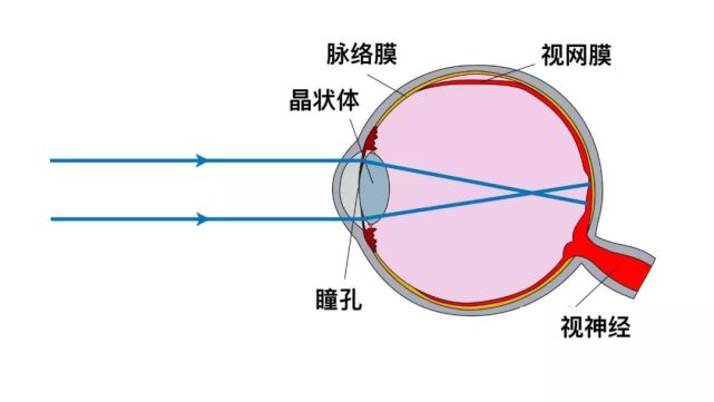 光路通过人眼的示意图.erin silversmith | wikimedia commons.