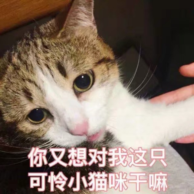 可爱猫咪卖萌表情包:你想对我这只可怜的小猫做什么!