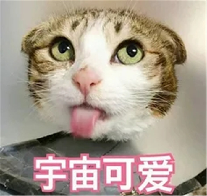 可爱萌宠猫咪搞笑表情包:你该不会是个傻子吧?