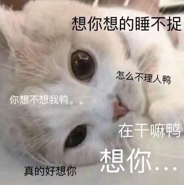 萌宠猫咪搞笑表情包:想你,脑子里全是你