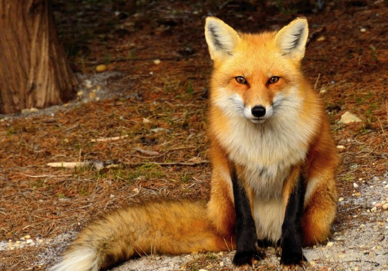 心理测试:选一只最漂亮的狐狸,测你会不会拥有强大气场