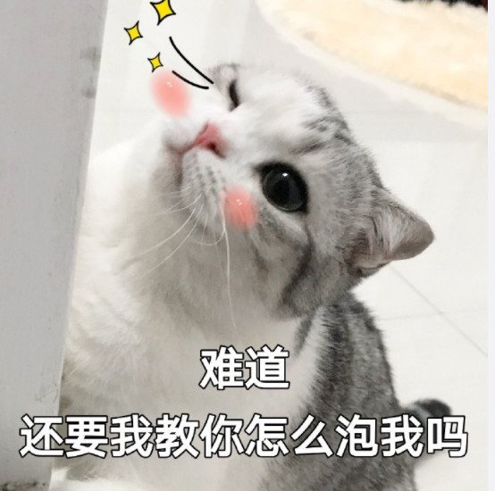 可爱萌猫表情包:难道,还要我教你怎么追我嘛?