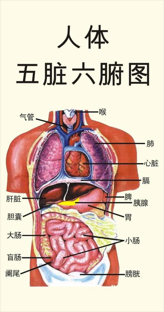 五脏六腑-五行和人体的对应关系,附五脏六腑保养方法