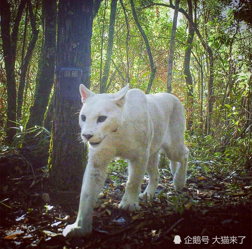 有一个组织曾为拍摄到这只白化猎豹的摄影师提供了2000美元的奖金