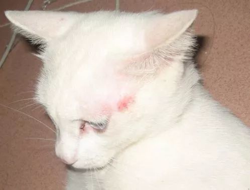 猫病千千万 猫藓占一半 看点快报