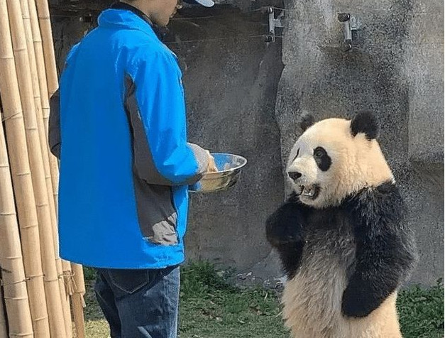 中国最"珍稀"的大熊猫,全身白色毛发且红色眼睛,全球仅剩一只
