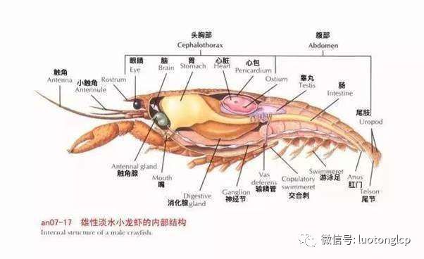 小龙虾头部有虾黄,到底能不能吃?吃了可能得不偿失