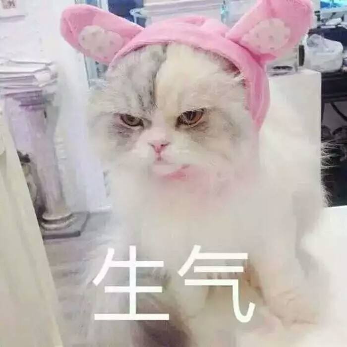 萌猫生气超凶的那种哦表情包