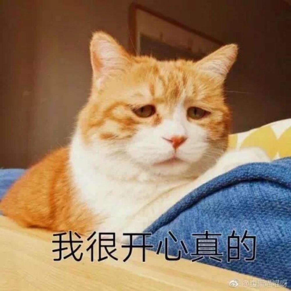 萌猫生气 超凶的那种哦!表情包