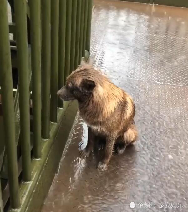 狗狗在雨中一直等待,不接受人的帮助,全身湿透太可怜