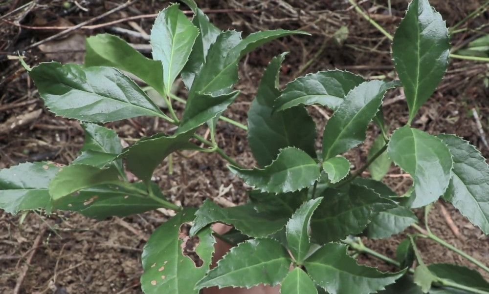 这种野生植物学名叫做草珊瑚,人们还叫它接骨木,是一