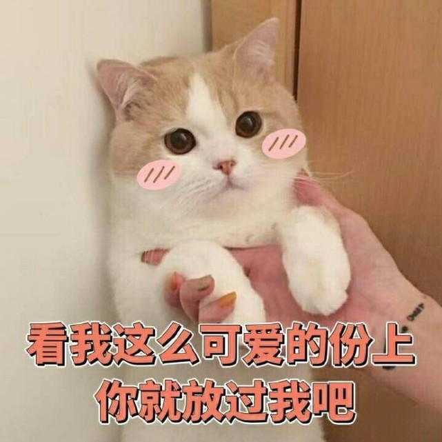 猫咪表情包,我真的不胖