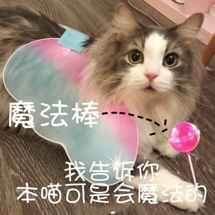 可爱猫咪软萌表情包:我最期待的画面出现了!