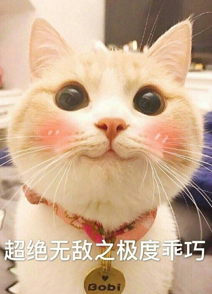 可爱软萌猫咪表情包:不要愁老之至,你老了一定很可爱