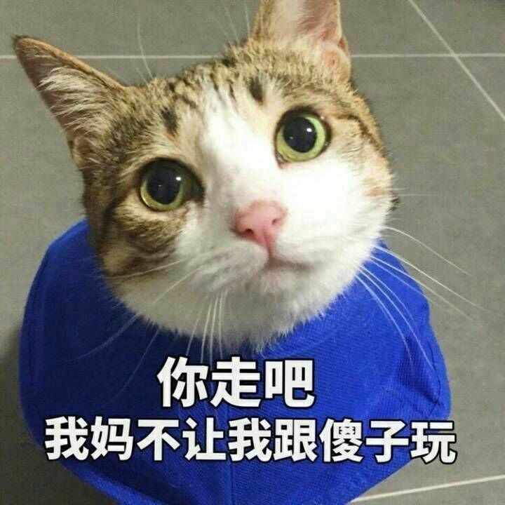 可爱软萌猫咪表情包:不要愁老之至,你老了一定很可爱