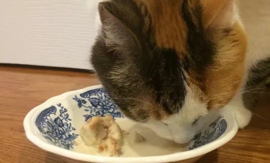 猫咪巨馋我的冰激凌,可以给它吃吗?