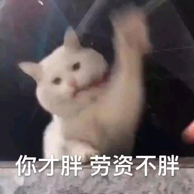 搞笑的表情包:你才胖,我不胖