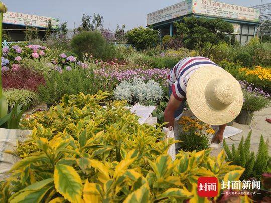 成都人到底有多爱花木 一年卖出60亿元 看点快报