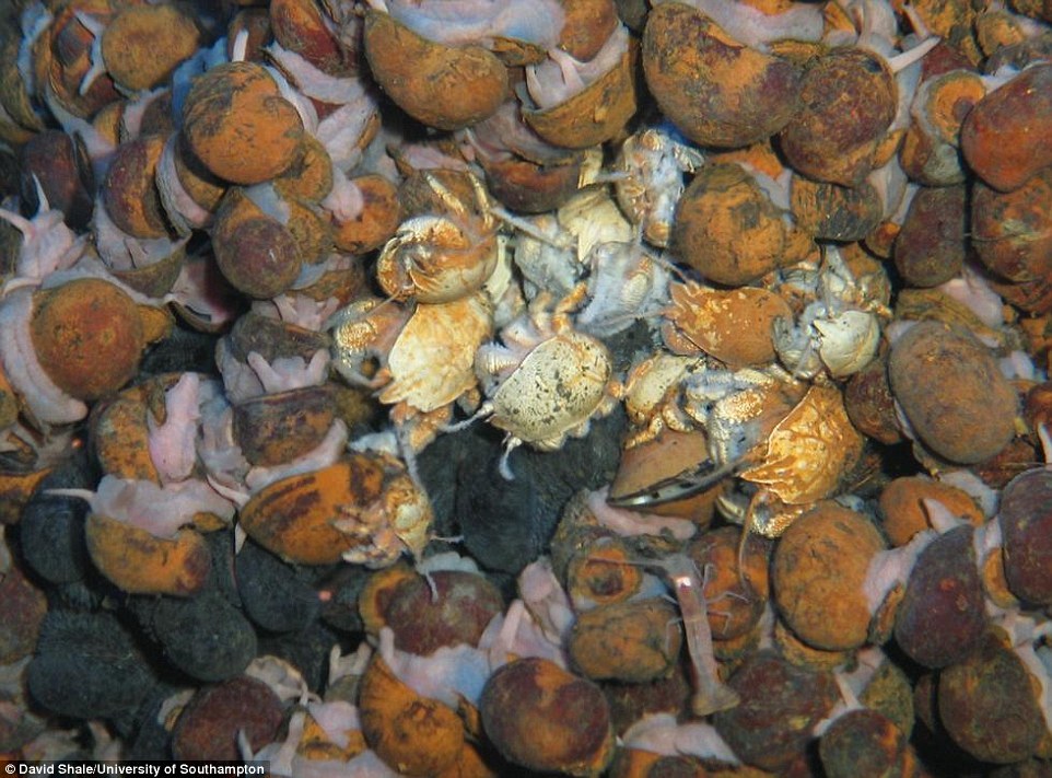 印度洋发现6个新海底物种 勘探区域仅足球场大