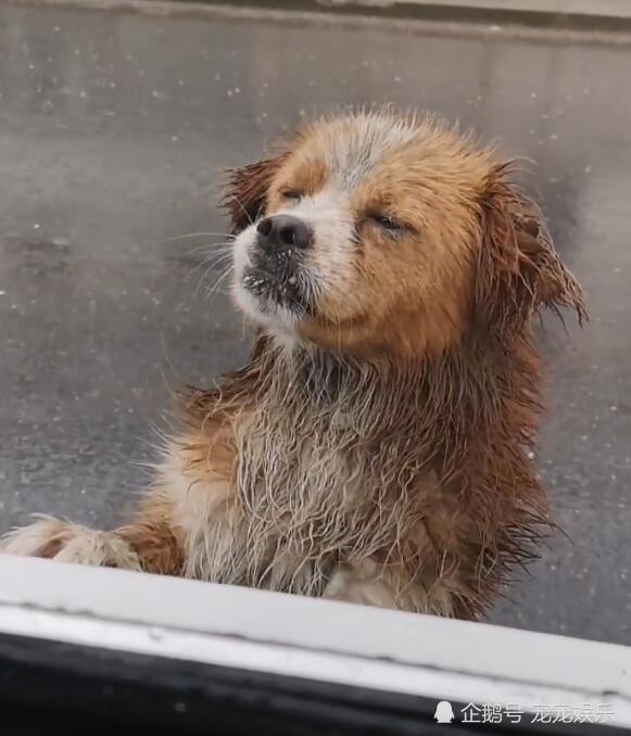 狗狗在雨中向人求助,一见有车就趴窗户,老司机两眼湿润