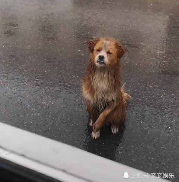 狗狗在雨中向人求助,一见有车就趴窗户,老司机两眼湿润