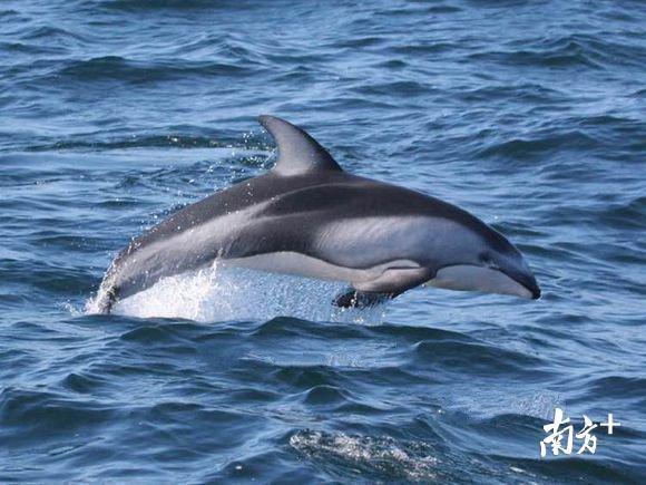 太平洋斑纹海豚:也称镰鳍海豚,白边海豚.