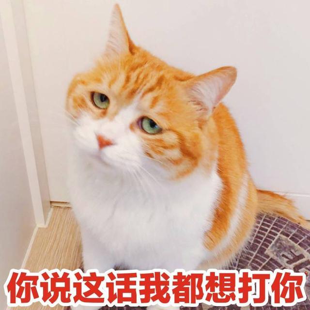 可爱萌宠猫咪搞笑表情包:握紧拳头准备给你一记重拳