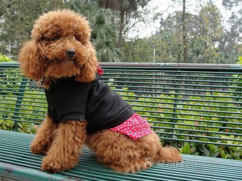 泰迪犬突然咬你 反省你是否对它做了这5件事 看点快报