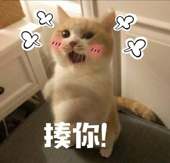 可爱猫咪表情包,凶什么!