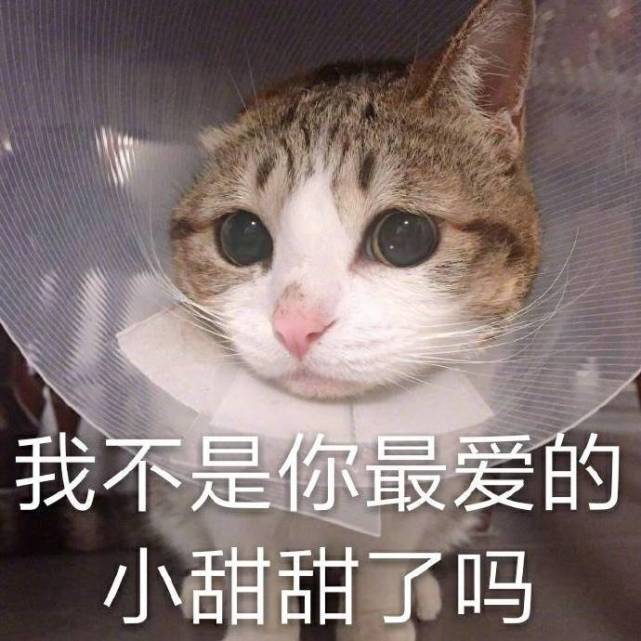 可爱萌宠热门爆笑斗图表情包:我劝你还是理我一下吧!