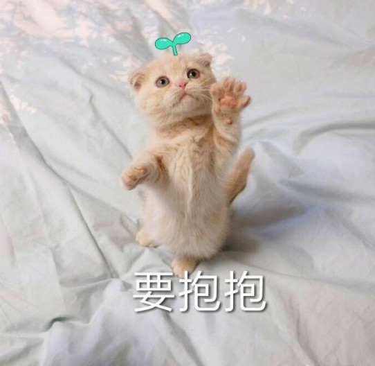 搞笑萌猫表情包:求求你嘛,要抱抱!