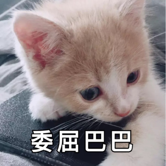 搞笑萌猫表情包:求求你嘛,要抱抱!