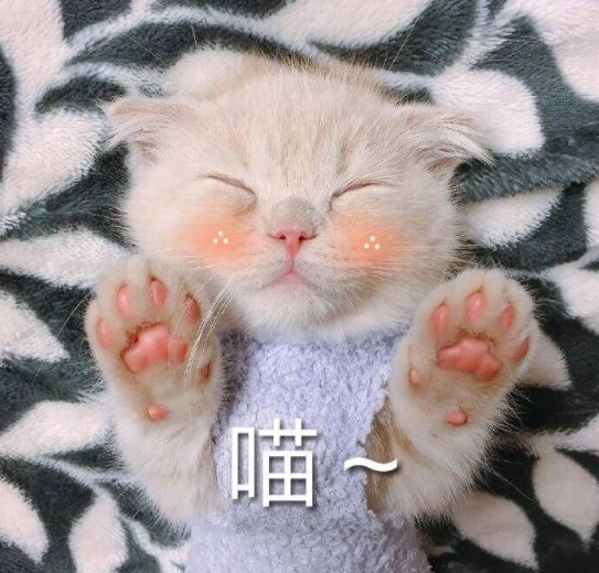 搞笑萌猫表情包:求求你嘛,要抱抱!