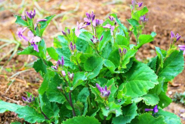 这野菜有个神奇的名字叫"诸葛菜,既可以当蔬菜也能当药草