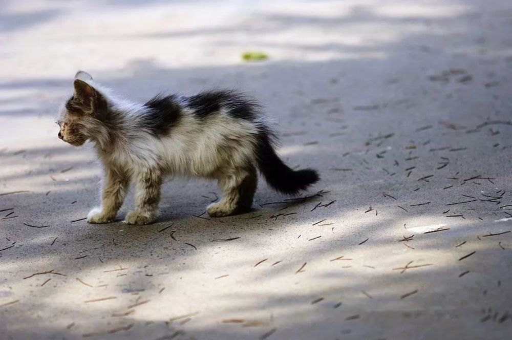 流浪猫狗如何熬过冬天?这儿有一份有点正经的救助指南