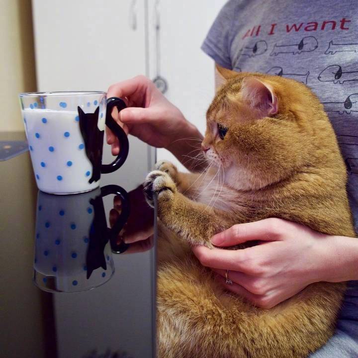 可爱萌宠橘猫头像:大"橘"为重喵