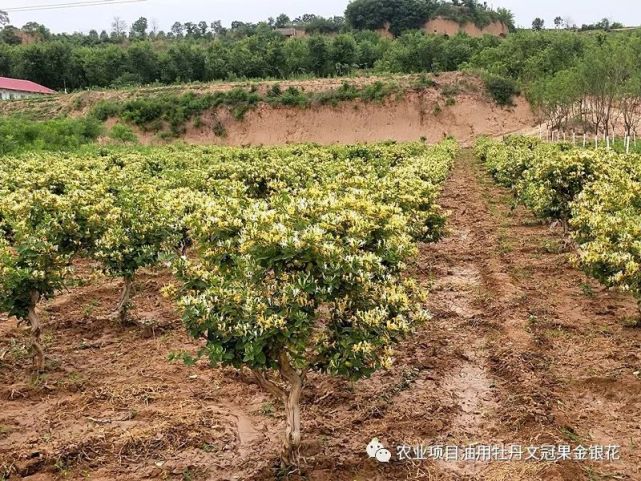 预防金银花的病虫草害的几个方法