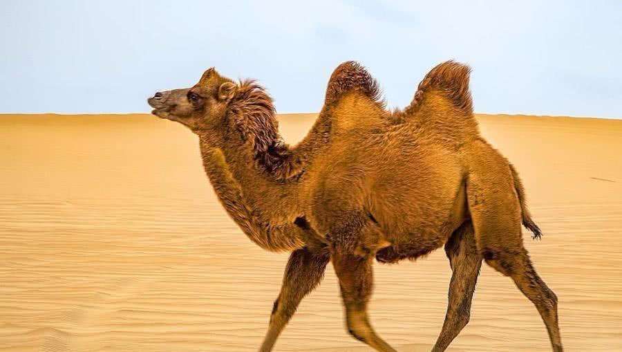 严酷的沙漠里除了骆驼,还有哪些动物呢?