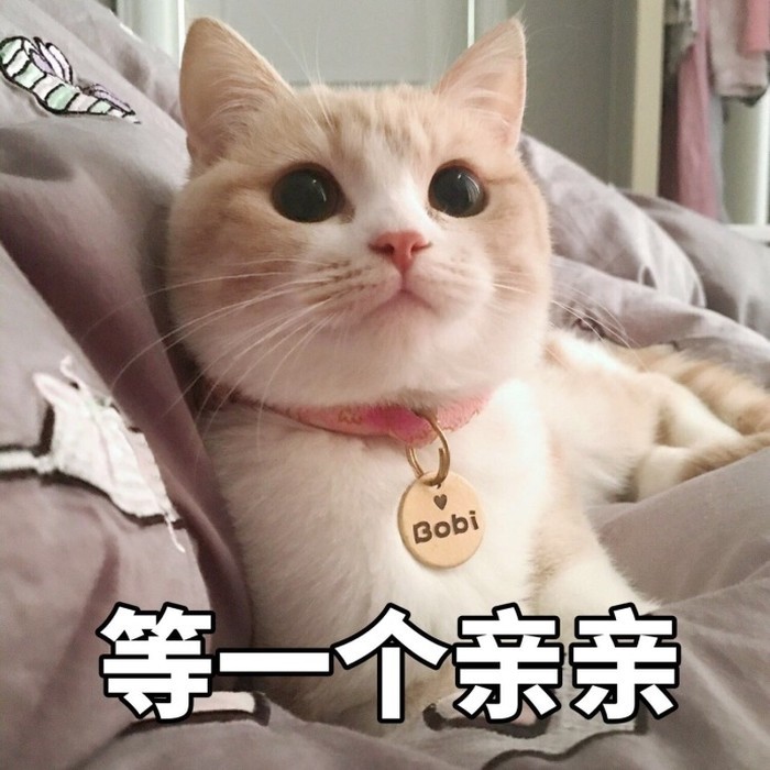 可爱猫咪软萌表情包:别再问了,我永远爱你!