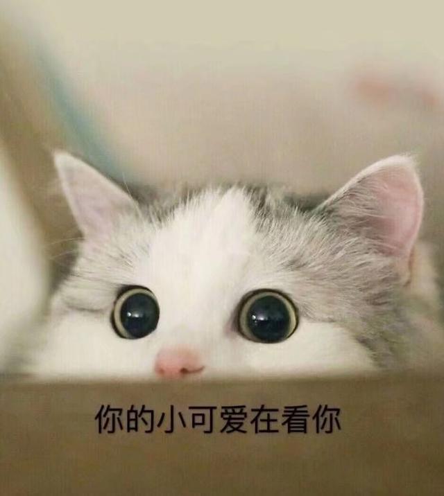 可爱猫咪软萌表情包:别再问了,我永远爱你!