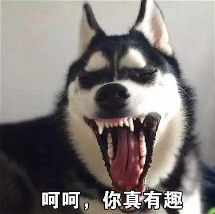 热门萌宠爆笑表情包:看来,只能自己做自己的舔狗了