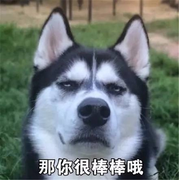 热门萌宠爆笑表情包:看来,只能自己做自己的舔狗了