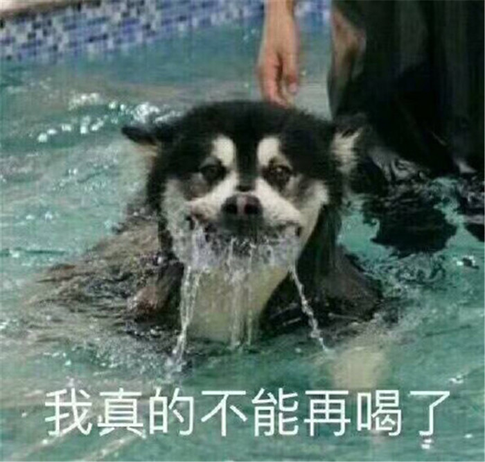 热门萌宠爆笑表情包:看来,只能自己做自己的舔狗了