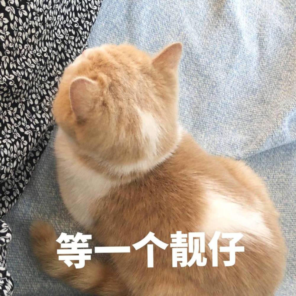 表情包:说不出你可能不信,学习使我快乐!搞笑表情猫你