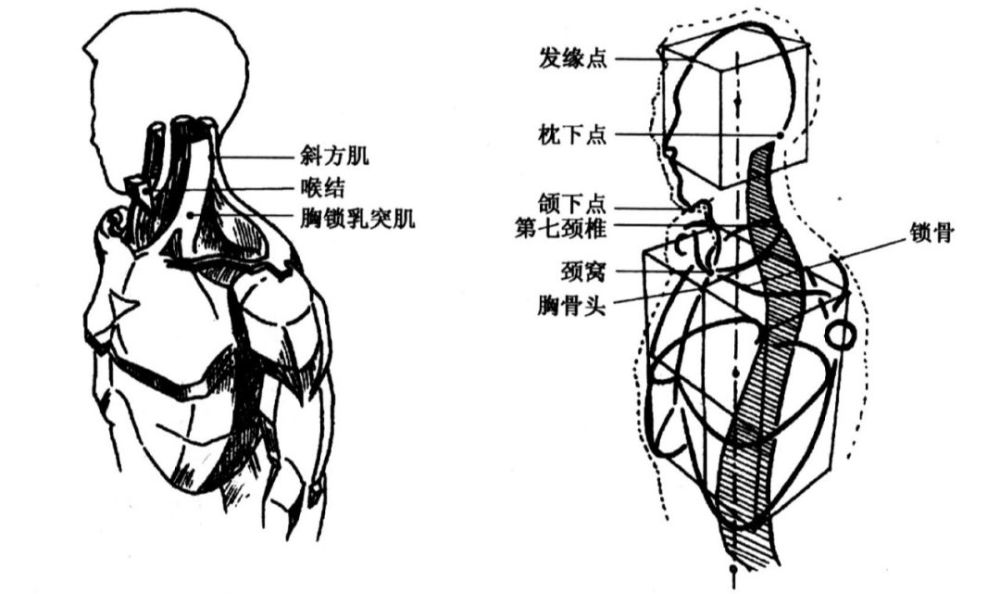 颈部前面上限为颌下点,下界至锁骨以上的颈窝处