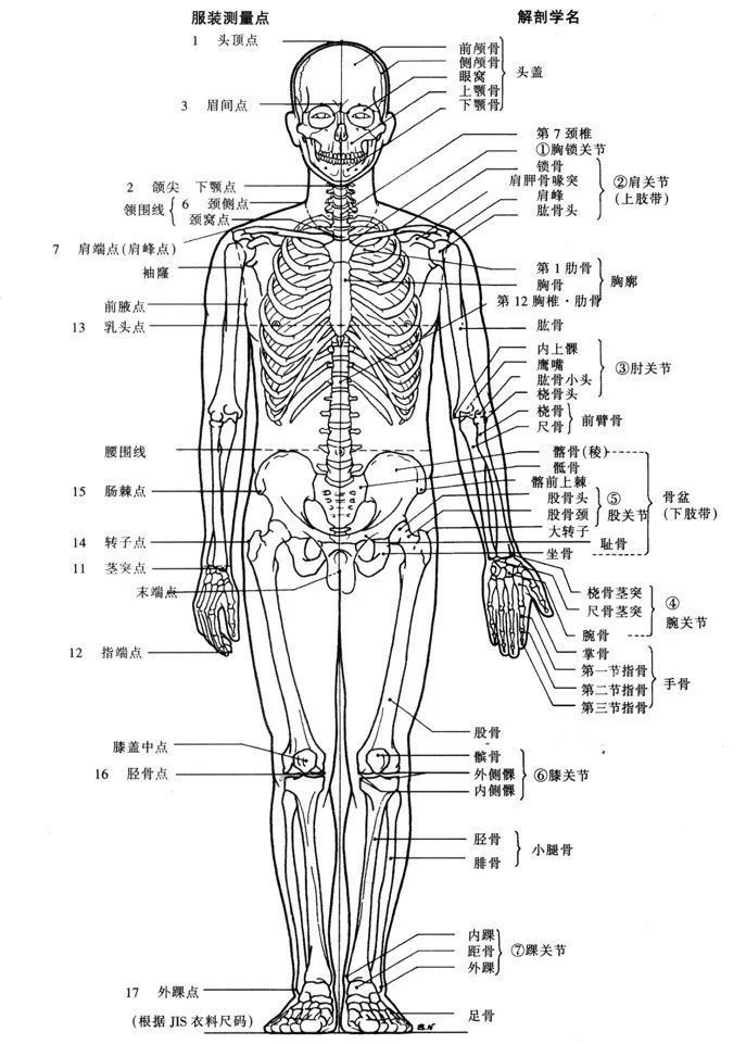 服装设计中的人体结构特征